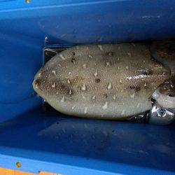 コウイカエギング